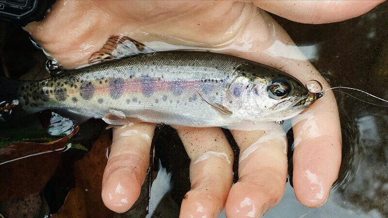First Surprise — Fly Fishing Photo Project